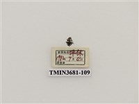 藏品(鞘翅目(1))的圖片